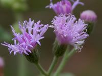 Vernonia cinerea